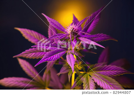 Cannabis plant with purple pink leaves isolated on a black background with sun glare. Cannabis plant with purple pink leaves isolated on a black background with sun glare. 82944807