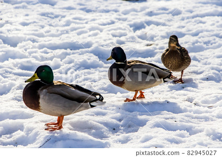 Wild ducks in winter on a snow background. A flock is looking for food. 82945027