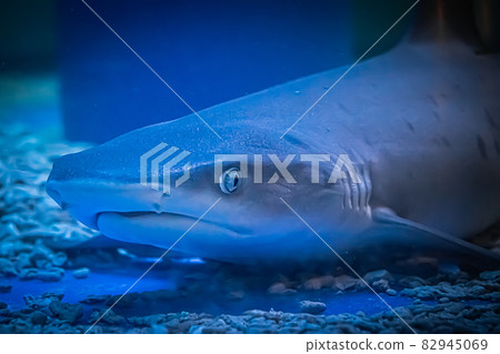 A predatory shark Selachimorpha awaits a prey at the bottom in dark water. Underwater, selective focus, motion blur image A predatory shark Selachimorpha awaits a prey at the bottom in dark water. Underwater, selective focus, motion blur image 82945069