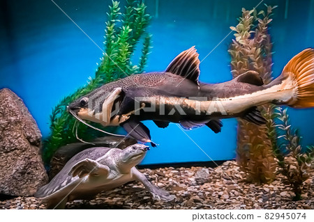 A huge catfish and a turtle swims in an aquarium in blue water. Underwater, selective focus, motion blur image 82945074