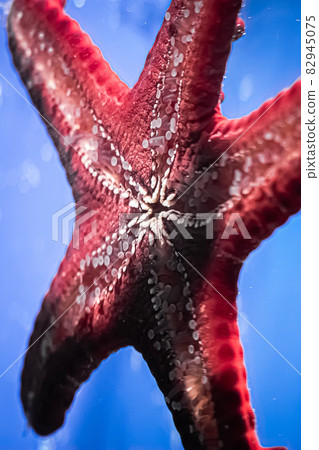 Suckers of a red starfish close-up. Underwater, selective focus, motion blur image 82945075