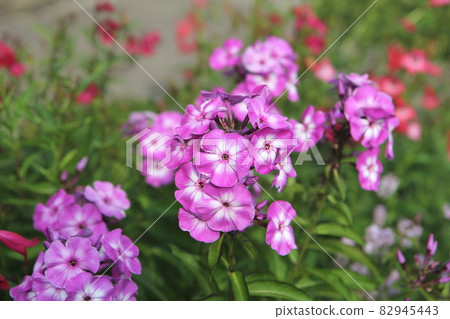 西木櫻福祿 西木櫻福祿 82945443