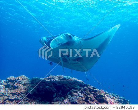 [Underwater photograph] Manta rays, colorful creatures that I met in the sea of Ishigaki Island 82946192