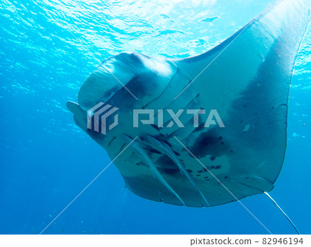 [Underwater photograph] Manta rays, colorful creatures that I met in the sea of Ishigaki Island 82946194