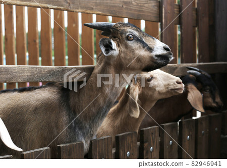 Young brown kids with small horns behind a wooden fence, close-up 82946941