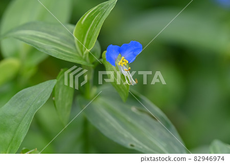 鴨蹠草 鴨蹠草 82946974