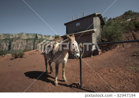 canyon mule 82947194