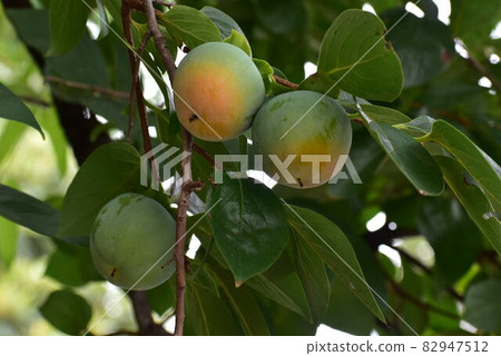 Persimmon tree persimmon fruit 82947512
