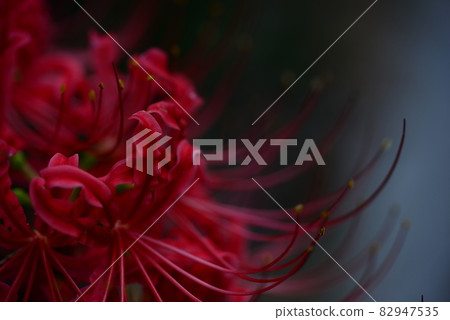 Higanbana (群孤挺花) 花，特寫 82947535