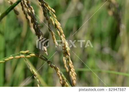 Rice ears before harvesting 82947887