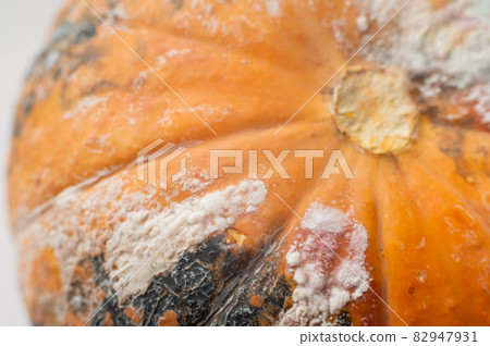 Close-up of a spoiled pumpkin in mold 82947931