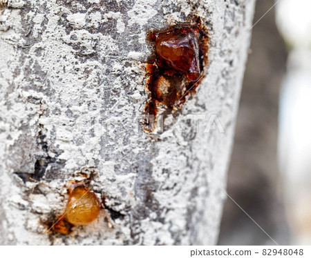 Healing brown resin on a tree, close-up. Natural medicine Healing brown resin on a tree, close-up. Natural medicine 82948048