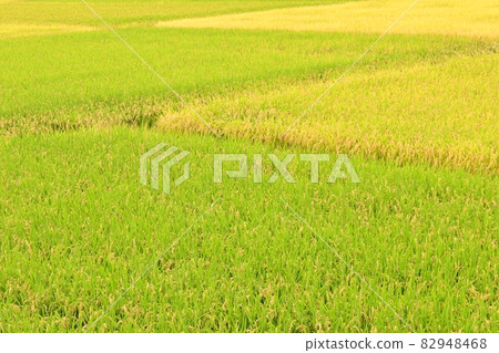 State of rice just before harvest 82948468