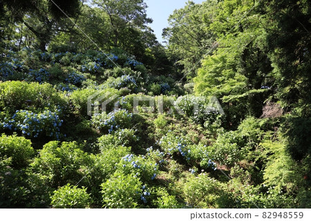 Gomadouyama繡球花園（新潟縣田上町） 82948559