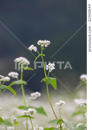 Buckwheat flowers 82948644