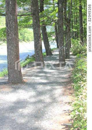 A promenade with a spectacular view along the Azusa River in the fresh green of Shinshu Kamikochi A promenade with a spectacular view along the Azusa River in the fresh green of Shinshu Kamikochi 82949166