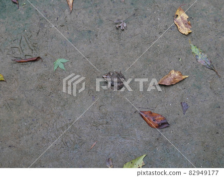 Standing toad 82949177