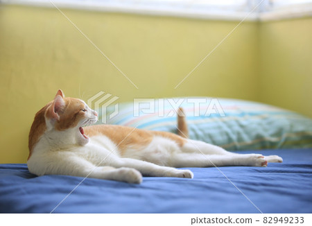 lazy cat yawning 82949233
