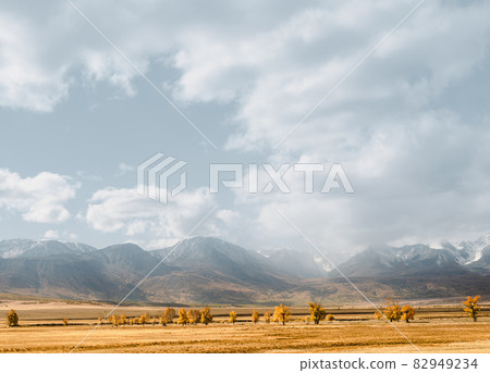 Mountain valley, yellow field with poplar trees in the middle of the day 82949234