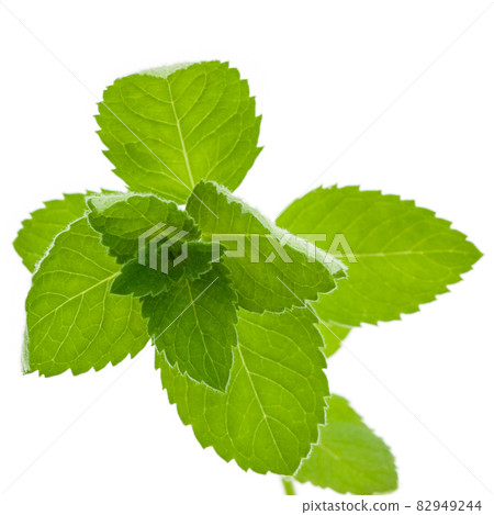 Corn Mint isolated 82949244