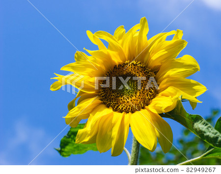 Sunflower 82949267