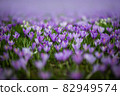 Meadow of purple and white crocus flowers 82949574