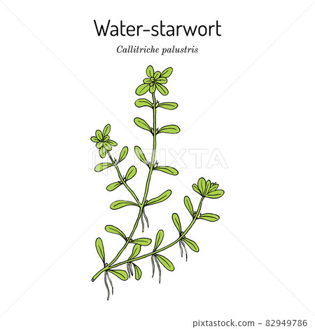 Vernal water-starwort Callitriche palustris , aquatic plant Vernal water-starwort Callitriche palustris , aquatic plant 82949786