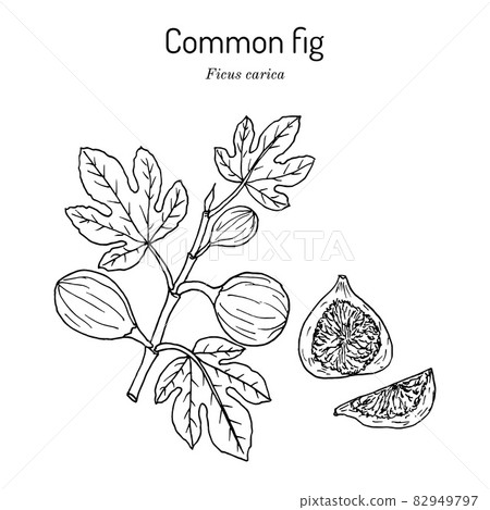 Common fig Ficus carica . Hand drawn vector illustration Common fig Ficus carica . Hand drawn vector illustration 82949797