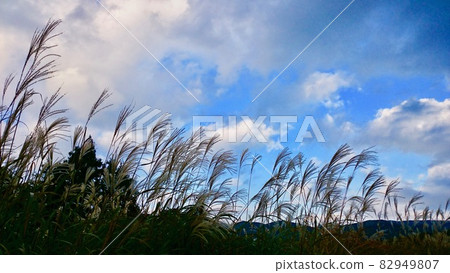 Sengokuhara pampas grass, blue sky and clouds Sengokuhara pampas grass, blue sky and clouds 82949807