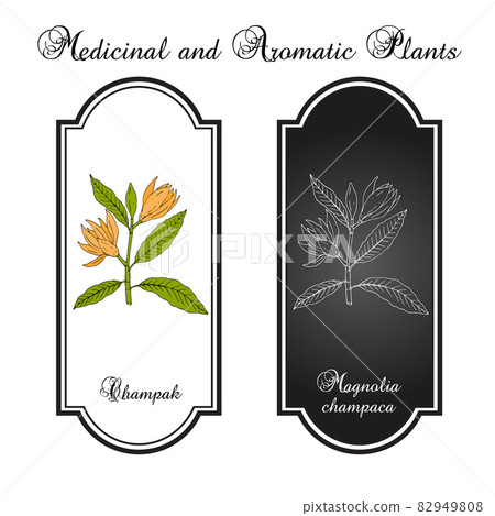 Champak or yellow jade orchid tree magnolia champaca , medicinal plant Champak or yellow jade orchid tree magnolia champaca , medicinal plant 82949808