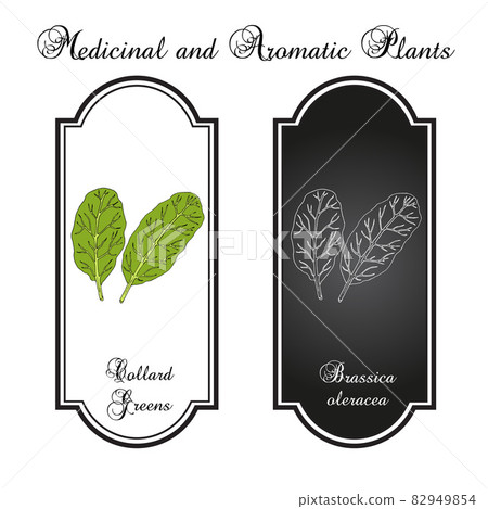 Collard greens Brassica oleracea , South Carolina State Vegetable 82949854