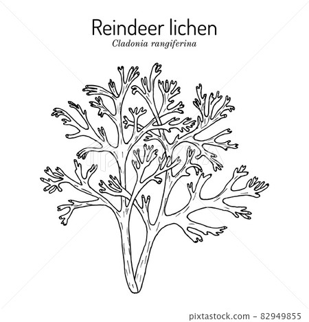 Grey reindeer lichen or deer moss 82949855