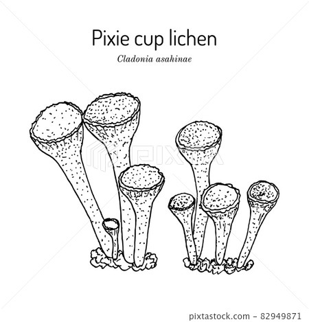 Pixie cup lichen Cladonia asahinae vector illustration 82949871