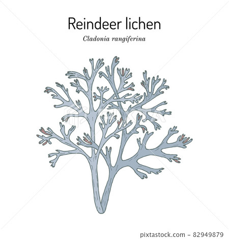 Grey reindeer lichen or deer moss 82949879