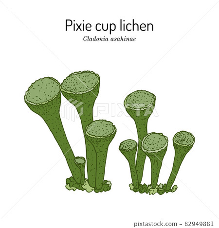 Pixie cup lichen Cladonia asahinae vector illustration Pixie cup lichen Cladonia asahinae vector illustration 82949881