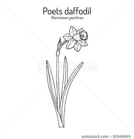 Poets daffodil, or narcissus, nargis, pheasant s eye, findern flower, pinkster lily Narcissus poeticus . 82949893