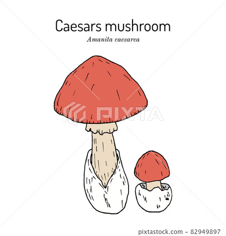 Caesars mushroom Amanita caesarea , edible mushroom 82949897