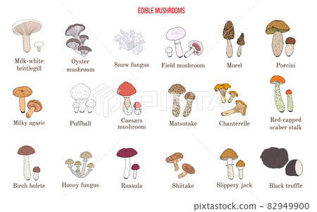 Vector collection of hand drawn edible mushrooms Vector collection of hand drawn edible mushrooms 82949900