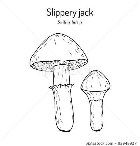 Slippery jack or sticky bun Suillus luteus , edible mushroom 82949927