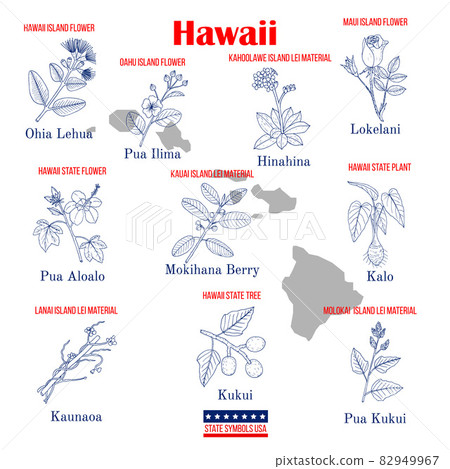 Hawaii. Set of USA official state symbols 82949967