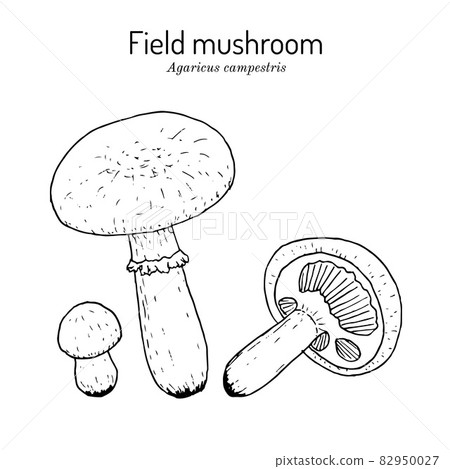 Meadow or field mushroom Agaricus campestris , edible and medicinal mushroom Meadow or field mushroom Agaricus campestris , edible and medicinal mushroom 82950027