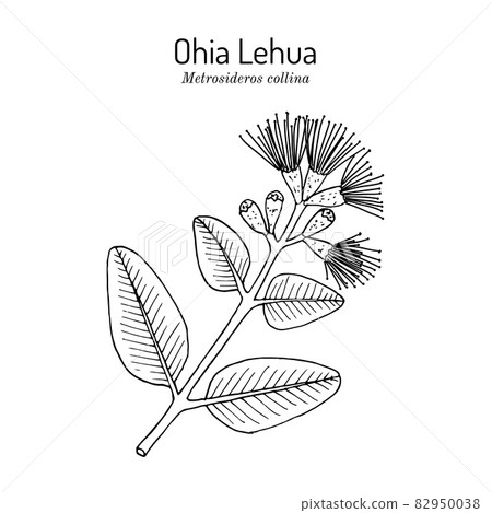 Ohia Lehua metrosideros macropus M. collina , state flower of Hawaii 82950038