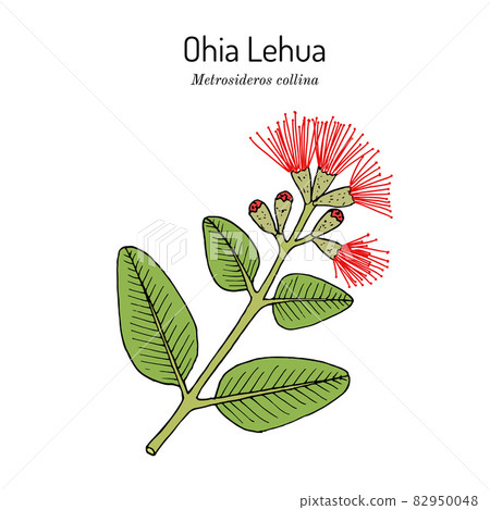 Ohia Lehua metrosideros macropus M. collina , state flower of Hawaii Ohia Lehua metrosideros macropus M. collina , state flower of Hawaii 82950048