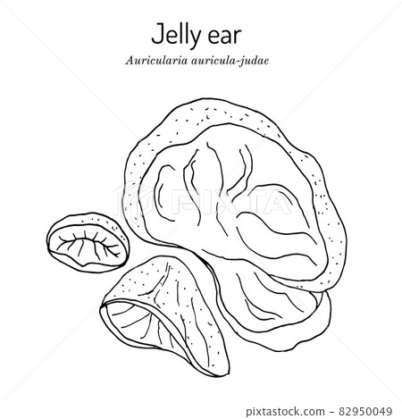 Black fungus or jelly ear Auricularia auricula-judae , medicinal mushroom Black fungus or jelly ear Auricularia auricula-judae , medicinal mushroom 82950049