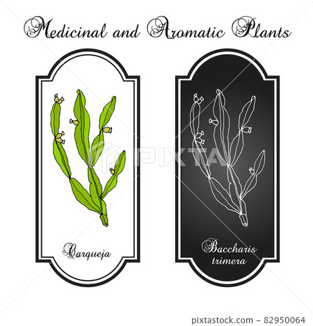 Carqueja or Baccharis trimera collection of medicinal plants concentrating manganese 82950064