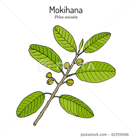 Mokihana or Kauai pelea anisata , state lei material of Hawaii 82950086