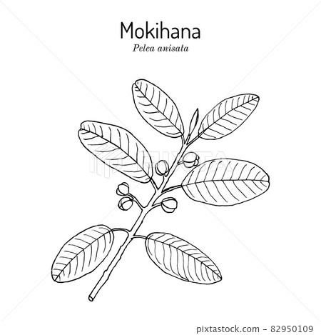 Mokihana or Kauai pelea anisata , state lei material of Hawaii 82950109