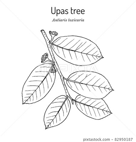 Upas tree Antiaris toxicaria , poisonous plant Upas tree Antiaris toxicaria , poisonous plant 82950187