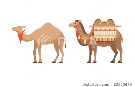 amel Domesticated Desert Caravan Animal with Saddle Vector Set amel Domesticated Desert Caravan Animal with Saddle Vector Set 82950479