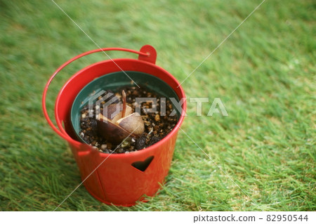 Avocado sprout 82950544